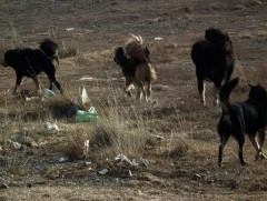 ГССҮТ-д өдөрт 5-6 хүн нохойд хазуулсан гэх шалтгаанаар хандаж байна