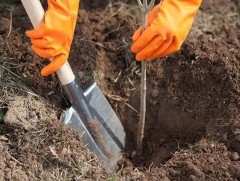 Ч.Дамиран хашаандаа 27 төрөл зүйлийн 314 мод, бут тарьжээ 