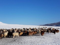 Төв аймгийн Өндөрширээт сумын 3 дугаар багт 50 мянга гаруй мал отроор өвөлжиж байна 