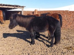 Алтан савтай мөнгөн гүүг даага байхад нь таньж авсан түүх