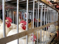 БНХАУ-д шувууны ханиад гарч, 18 мянга орчим шувууг устгалд оруулаад байна