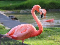 Байгаль хүүхэд: Фламинго