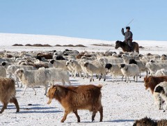 Малчдын дунд бэлчээрийн маргаан их байна 