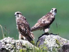 2018 оны судалгаагаар идлэг шонхрын тоо 10380 гэж бүртгэгдсэн байна 