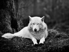 14 мянга гаруй км хэрэн тэнүүчилсэн чоно Калифорнид үхсэн байжээ 