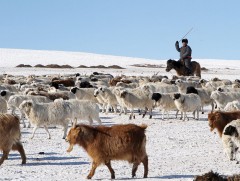 Залуучууд мал маллах сонирхол нэмэгдэж байна 