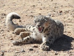 Уулын эзэн айлын хотонд “зочилжээ”