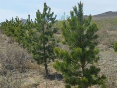 Д.Өлзийдэлгэрийн гэр бүл 20 гаруй га газрыг ойжуулжээ