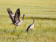 Нүүдлийн шувуугаар дамжин халдвар тархах магадлал өндөр байна 