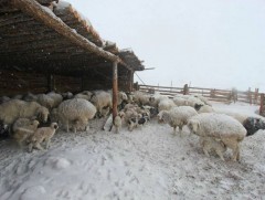 Завхан аймгийн 16 суманд хаваржилт хүндэрчээ