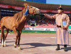 Тод манлай уяач О.Батбилэг хурдан азарганыхаа төлийг дуудлага худалдаанд оруулна