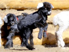 Өвөрхангай аймгийн хэмжээнд мал төллөлт 3,4 хувьтай байна