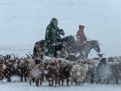 Гуравдугаар сар гараад орсон цас мал төллөлтөнд хүндрэл учруулж байна