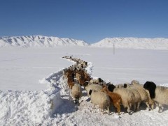 ЗГ: Өвөлжилт хүндэрсэн аймгуудад өвс, тэжээл олгоно