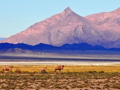 Монголын Радио Говь-Алтай аймгаас