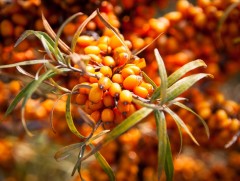 Чацаргана жимсний ач тус