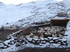 Сайхан суманд сүүлийн 7 хоногт мал бэлчээрт гараагүй