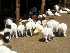 Ховд аймгийн Булган суманд мал төллөлт 30 гаруй хувьтай байна