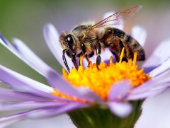 Шавжийн хор зөгийн уураг тархийг гэмтээдэг