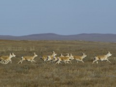 Цагаан зээрийн байгальд гүйцэтгэх үүрэг, экологийн ач холбогдол