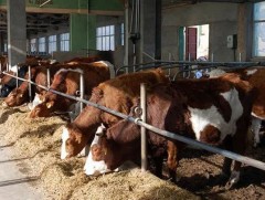 Хот орчимд байгаа фермийн аж ахуй ажиллагаа ихтэй, ашиг багатай 