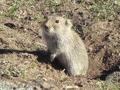 Завхан аймаг 20 мянга орчим га талбайд үлийн цагаан оготно устгалаа