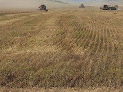 Арвайхээр сумын тариаланчид нэг га-гаас авах ургацын хэмжээг нэмэгдүүлэхээр ажиллаж байна