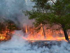 Тосонцэнгэл, Их-Уул суманд гарсан ой хээрийн түймрийг унтраахаар 360 гаруй хүн ажиллаж байна