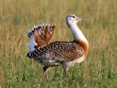 Тоодог шувууны тухай