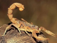 Байгаль хүүхэд: Дигваранз буюу хилэнцэт хорхой