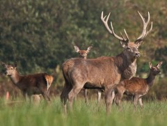 Хустайн байгалийн цогцолборт газраас Богд ууланд 12 буга нутагшуулна