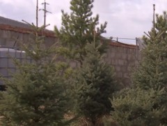 А.Даваажаргал сүүлийн долоон жил хашаандаа модлог ургамал тариалж байна