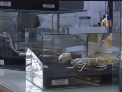 Ц.Одбаяр: Нэг үзмэр, бүтээлийг хийхэд хамгийн багадаа нэг сар болно 