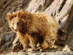 Мазаалайд сансрын дохиололт хүзүүвч зүүж нарийн ажиглах боломжтой