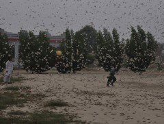 Шинэ Дели хотын зарим дүүргийг царцааны нүүдэл дайрчээ 