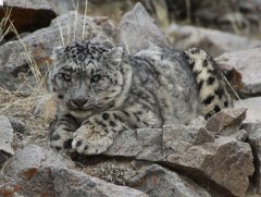 Цоохор ирвэс агнавал 26 сая төгрөгийн торгуультай