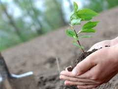 Булган сумын иргэд өөрсдийн санаачилгаар голын эргийг ойжуулж байна