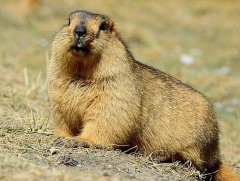 Тарваган тахал өвчнөөс сэргийлье