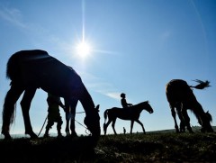 “Морь минь давхиарай” дуун зураглал