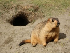 Хайхрамжгүй байдал, хандлагаа өөрчлөх болсныг эрүүл мэндийн байгууллага сануулж байна