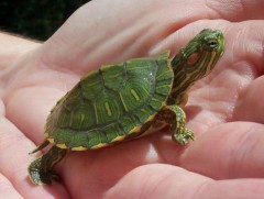 “Яст мэлхий” Аквариумын нөхцөлд хэрхэн тэжээх вэ