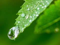 Шүүдэр амрах агшин