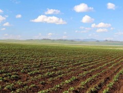 Наймдугаар сарын сүүлээр газар тариалангийн бүсэд цочир хүйтэрнэ 