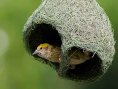 Уран шувууны үүр 