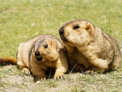 Монгол Улсын 17 аймгийн 137 сум тарваган тахлын байгалийн голомттой 