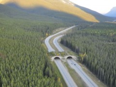 Зэрлэг амьтдын нүүдэл шилжилт хамгийн их төвлөрдөг газруудад тусгайлан зориулсан гүүрэн гарц хийнэ