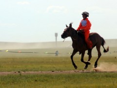 Домогт мөнхөрсөн морьд мину