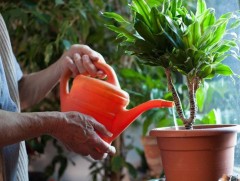 Зуунмод сумын иргэн Ж.Номиндарь 100 гаруй төрлийн ховор цэцэг тарьжээ 