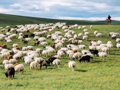 Малчид махны экспортыг нэмэгдүүлж, эдийн засгийн эргэлтэд оруулахыг хүсч байна