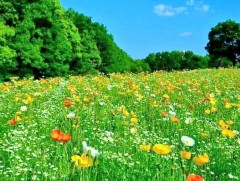 Солонгот зуны яруу ай 